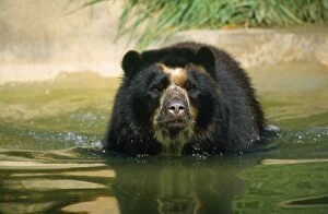 SPECTACLED / Andean BEAR - in water