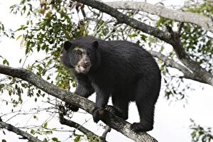 Spectacled Bear - balancing in tree