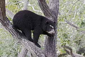 Spectacled Bear - balancing in tree. Venezuela