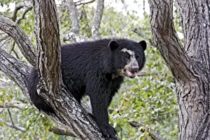 Spectacled Bear - balancing in tree. Venezuela