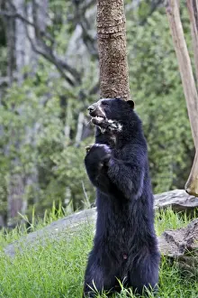 Spectacled Bear - standing on hind legs. Venezuela