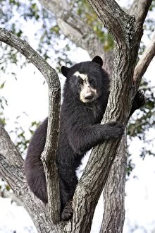 Spectacled Bear - in tree