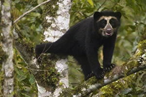 Venezuela Gallery: Spectacled Bear (Tremarctos ornatus) wild
