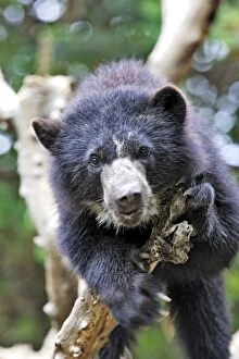 Images Dated 6th February 2005: Spectacled Bear. Venezuela
