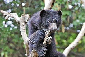 Images Dated 6th February 2005: Spectacled Bear. Venezuela