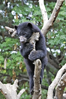 Images Dated 6th February 2005: Spectacled Bear. Venezuela
