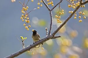 Spectacled Bulbul - eating berries