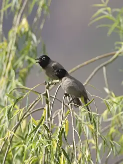 Bulbul Prints: Spectacled Bulbuls Southern Turkey May