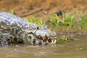 Images Dated 12th October 2011: Spectacled Caiman