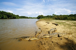 Images Dated 18th March 2005: Spectacled Caiman