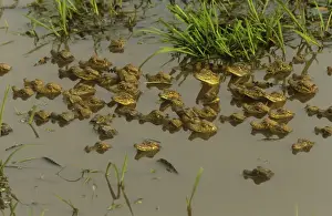 Spectacled Caiman