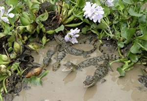 Images Dated 21st April 2004: Spectacled caiman - Babies Llanos, Venezuela