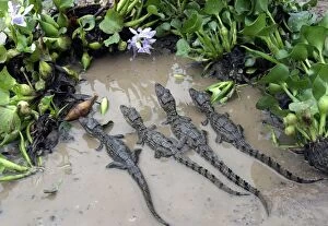 Images Dated 21st April 2004: Spectacled caiman - Babies in water Llanos, Venezuela Caiman crocodilus