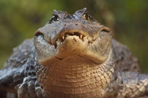 Spectacled Caiman (Caiman crocodilus) Rainforest