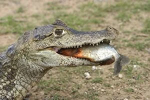 Images Dated 21st April 2004: Spectacled Caiman - eating piranha