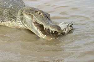 Spectacled caiman - eating turtle