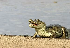 Images Dated 26th April 2004: Spectacled Caiman - feeding Llanos, Venezuela