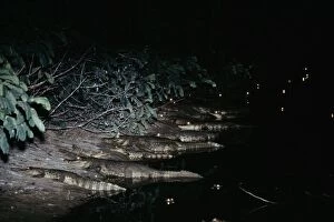 Spectacled CAIMAN - group leaving water, at riverbank. Night
