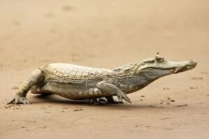 Caimans Collection: Spectacled Caiman Heath River Peru