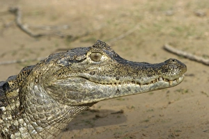 Images Dated 21st April 2004: Spectacled Caiman. Ilanos Venezuela
