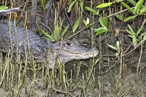 Spectacled Caiman - among mangrove roots