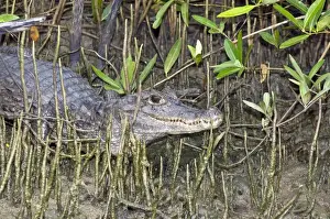 Trinidad Prints: Spectacled Caiman - among mangrove roots - Caroni Swamp - Trinidad