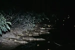 Eye Shine Prints: Spectacled Caiman - At night, on waters edge Llanos, Venezuela, South America