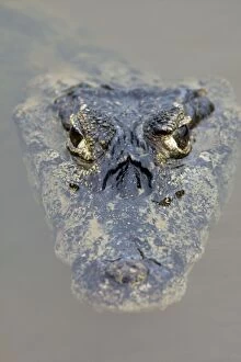 Reptiles & Amphibians Collection: Spectacled Caiman - Pantanal - Brazil