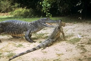 Caimans Collection: Spectacled Caiman - with prey