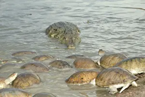 Llanos Prints: Spectacled Caiman and Sideneck Turtle (Podocnemys vogli). Llanos, Venezuela
