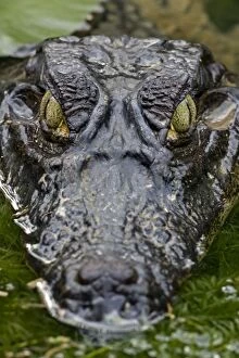 Caimans Collection: Spectacled Caiman - Tropical Rainforest - Costa Rica