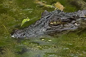 Caimans Prints: Spectacled Caiman - Tropical Rainforest - Costa Rica