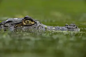 Spectacled Caiman - Tropical Rainforest - Costa Rica