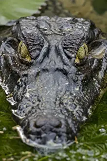 Menacing Prints: Spectacled Caiman - Tropical Rainforest - Costa Rica
