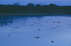 Spectacled Caiman - In water at night, with eyes shining. Llanos, Venezuela, South America