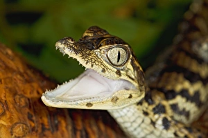 Images Dated 22nd December 2011: Spectacled Caiman - youngster close up - captive breeding project - Bedfordshire UK 15258