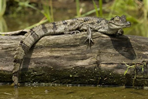 Spectacled Caimen, Caiman crocodilus, by
