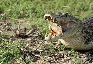 Spectacled / common CAIMAN - feeding on fish