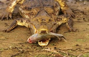 Piranha Gallery: Spectacled / Common Caiman - with piranha in mouth