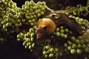 Spectacled Flying Fox Daintree, Queensland, Australia