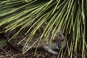 Images Dated 20th August 2009: Spectacled Hare-wallaby - adult sheltering under long grass Western Australia