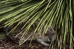 Wallabies Prints: Spectacled Hare-wallaby - adult sheltering under long grass Western Australia