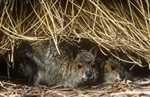 Images Dated 20th August 2009: Spectacled Hare-wallaby - two sheltering under vegetation