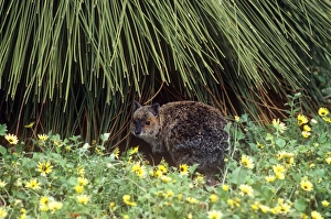 Images Dated 20th August 2009: Spectacled Hare-wallaby Western Australia