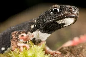 Images Dated 13th February 2010: Spectacled Salamander - the only endemic genus of the italian herpetofauna - Italy