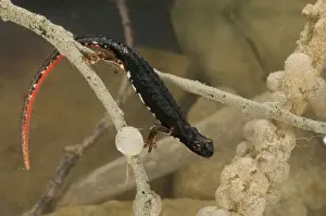 Spectacled Salamander - in water with eggs - Italy