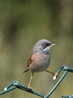 Spectacled Warbler - Adult female perched on fence, March