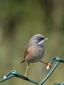 Cyprus Prints: Spectacled Warbler - Adult female perched on fence, March Cyprus