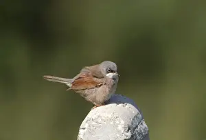 Spectacled Warbler - Adult male on post, March Cyprus