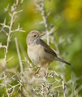 Images Dated 30th March 2012: Spectacled Warbler - female - March